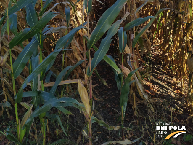 Zdjęcie 3. kukurydzy EW 3084 z DEKALB na polu demonstracyjnym w Sielinku 17.10.2023