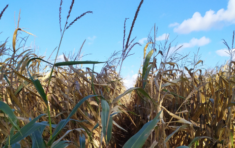 Zdjęcie kukurydzy EW 3084 z DEKALB na polu demonstracyjnym w Sielinku 17.10.2023
