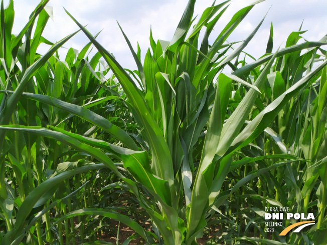 Zdjęcie 1. kukurydzy EW 3947 z DEKALB na polu demonstracyjnym w Sielinku 04.07.2023