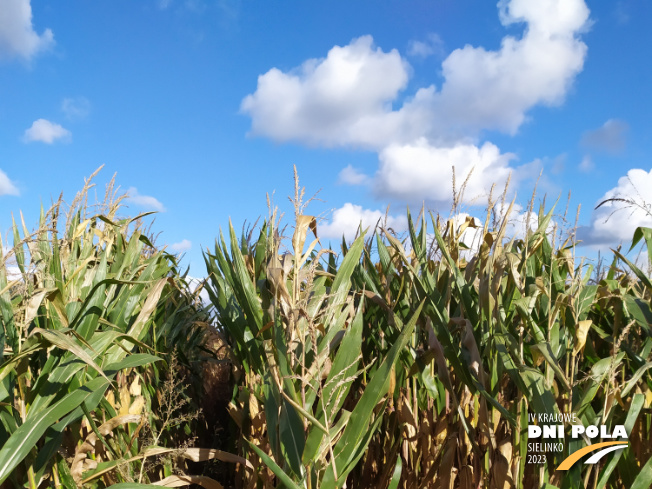 Zdjęcie 1. kukurydzy EW 3947 z DEKALB na polu demonstracyjnym w Sielinku 17.10.2023