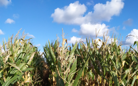 Zdjęcie kukurydzy EW 3947 z DEKALB na polu demonstracyjnym w Sielinku 17.10.2023