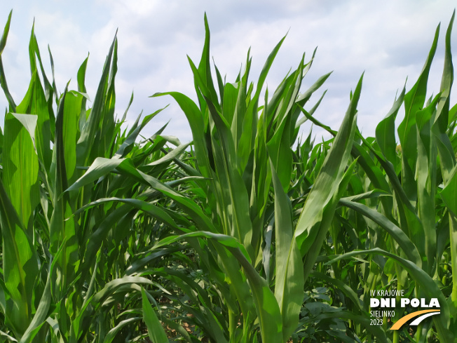 Zdjęcie 1. kukurydzy FARMFIRE z FARMSAAT na polu demonstracyjnym w Sielinku 04.07.2023