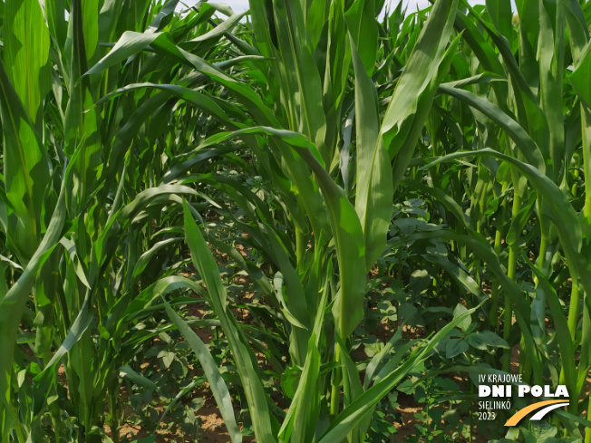 Zdjęcie 2. kukurydzy FARMFIRE z FARMSAAT na polu demonstracyjnym w Sielinku 04.07.2023