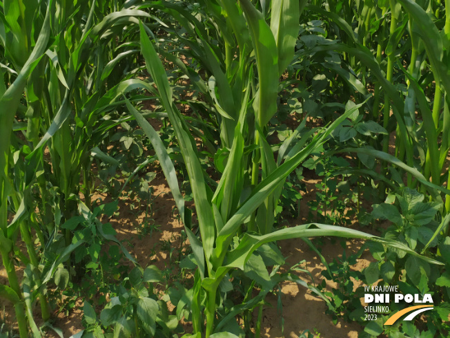 Zdjęcie 3. kukurydzy FARMFIRE z FARMSAAT na polu demonstracyjnym w Sielinku 04.07.2023