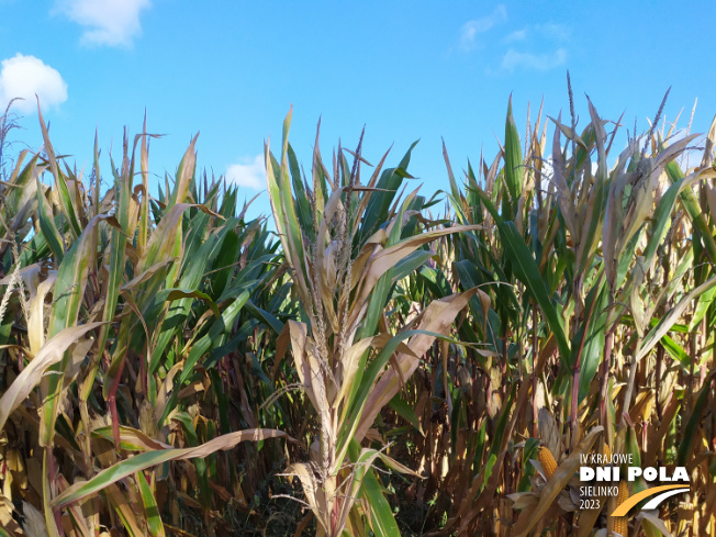 Zdjęcie 1. kukurydzy FARMFIRE z FARMSAAT na polu demonstracyjnym w Sielinku 17.10.2023