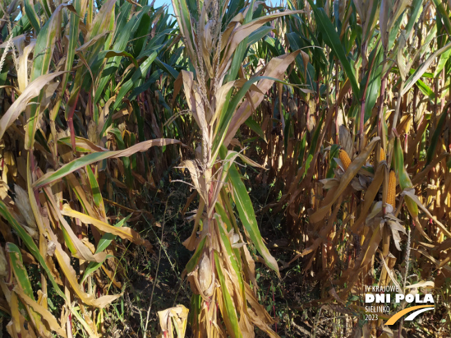 Zdjęcie 2. kukurydzy FARMFIRE z FARMSAAT na polu demonstracyjnym w Sielinku 17.10.2023
