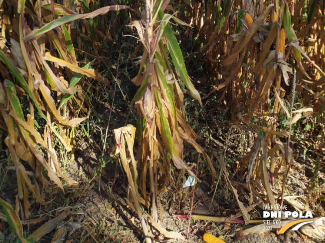 Zdjęcie 3. kukurydzy FARMFIRE z FARMSAAT na polu demonstracyjnym w Sielinku 17.10.2023