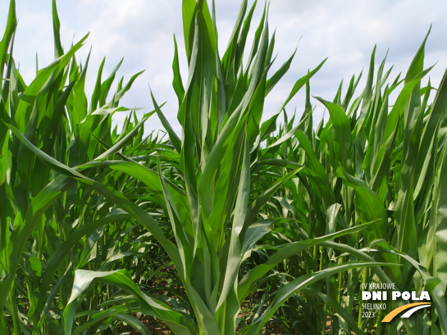 Zdjęcie 1. kukurydzy Farmirage z FARMSAAT na polu demonstracyjnym w Sielinku 04.07.2023