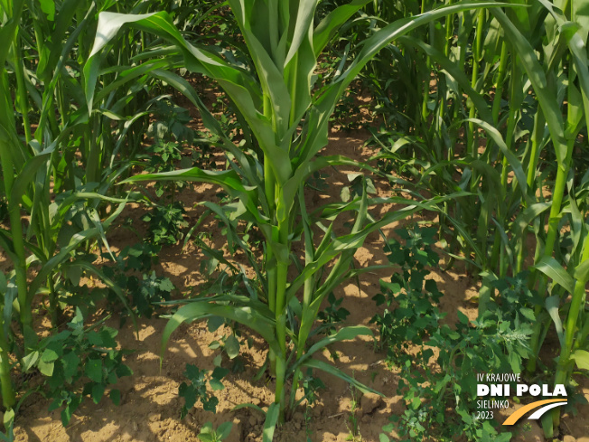 Zdjęcie 3. kukurydzy Farmirage z FARMSAAT na polu demonstracyjnym w Sielinku 04.07.2023