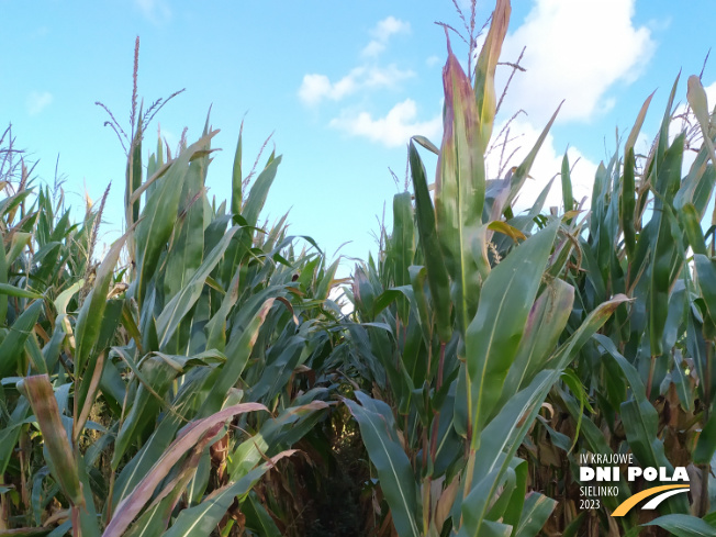 Zdjęcie 1. kukurydzy FARMIRAGE z FARMSAAT na polu demonstracyjnym w Sielinku 17.10.2023