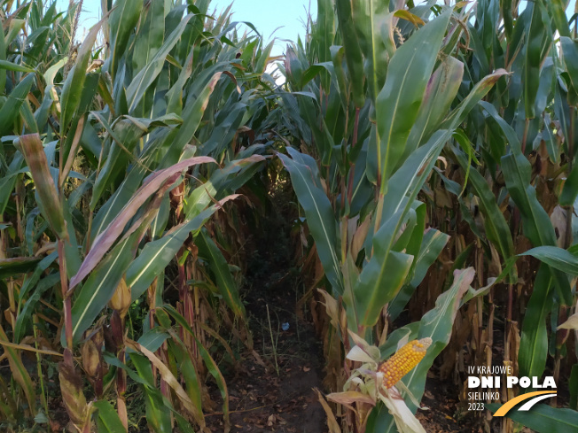 Zdjęcie 2. kukurydzy FARMIRAGE z FARMSAAT na polu demonstracyjnym w Sielinku 17.10.2023