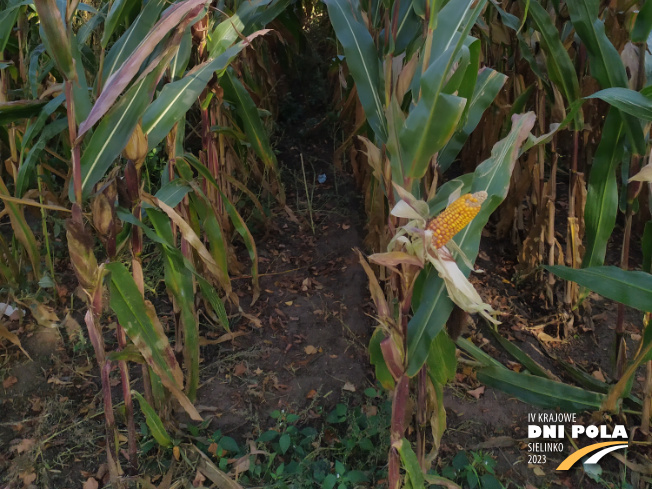Zdjęcie 3. kukurydzy FARMIRAGE z FARMSAAT na polu demonstracyjnym w Sielinku 17.10.2023