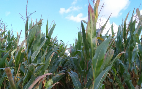 Zdjęcie kukurydzy FARMIRAGE z FARMSAAT na polu demonstracyjnym w Sielinku 17.10.2023