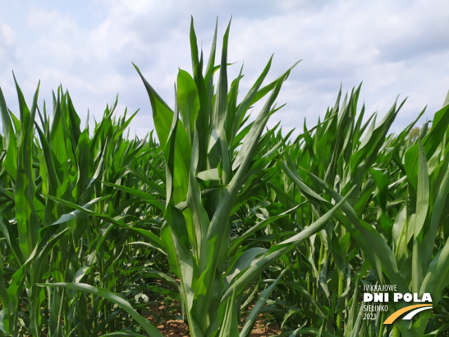 Zdjęcie 1. kukurydzy FARMORITZ z FARMSAAT na polu demonstracyjnym w Sielinku 04.07.2023