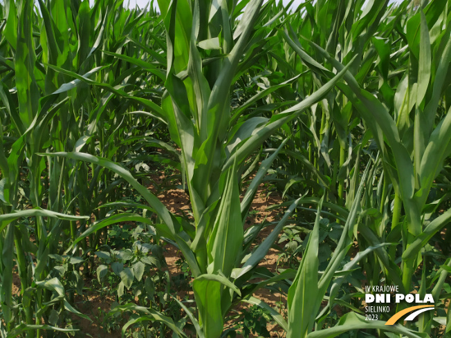 Zdjęcie 2. kukurydzy FARMORITZ z FARMSAAT na polu demonstracyjnym w Sielinku 04.07.2023