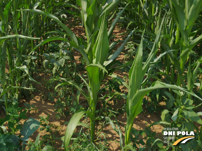 Zdjęcie 3. kukurydzy FARMORITZ z FARMSAAT na polu demonstracyjnym w Sielinku 04.07.2023