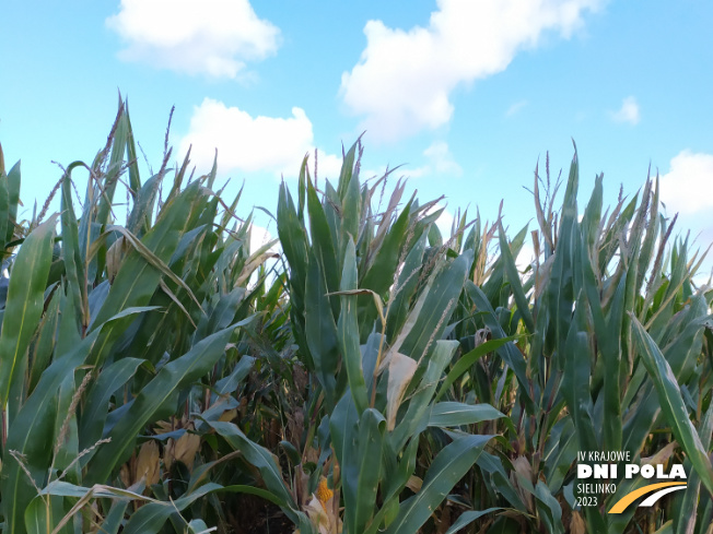 Zdjęcie 1. kukurydzy FARMORITZ z FARMSAAT na polu demonstracyjnym w Sielinku 17.10.2023