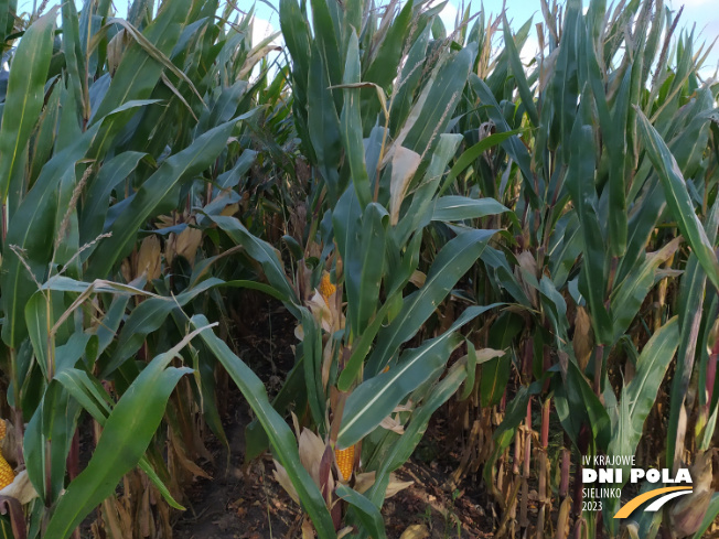 Zdjęcie 2. kukurydzy FARMORITZ z FARMSAAT na polu demonstracyjnym w Sielinku 17.10.2023