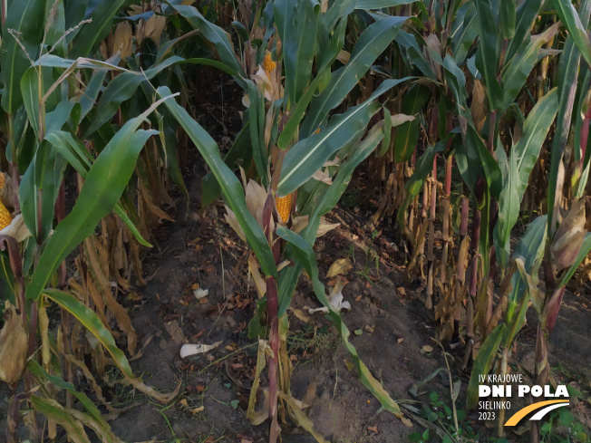 Zdjęcie 3. kukurydzy FARMORITZ z FARMSAAT na polu demonstracyjnym w Sielinku 17.10.2023