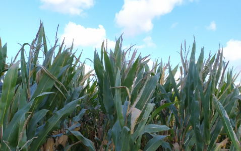 Zdjęcie kukurydzy FARMORITZ z FARMSAAT na polu demonstracyjnym w Sielinku 17.10.2023