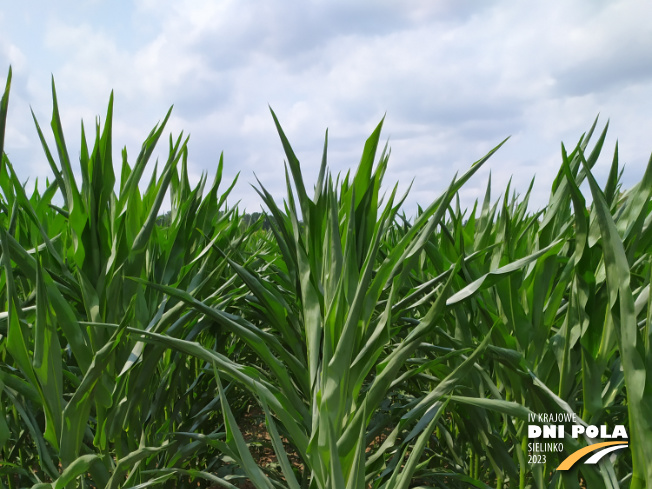 Zdjęcie 1. kukurydzy FARMUELLER z FARMSAAT na polu demonstracyjnym w Sielinku 04.07.2023