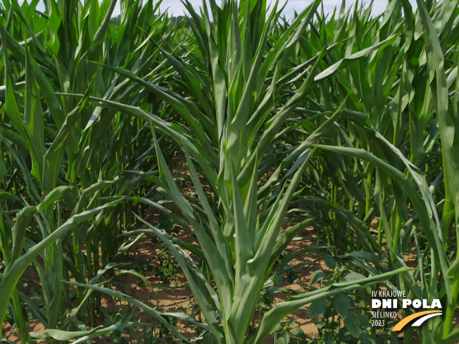 Zdjęcie 2. kukurydzy FARMUELLER z FARMSAAT na polu demonstracyjnym w Sielinku 04.07.2023
