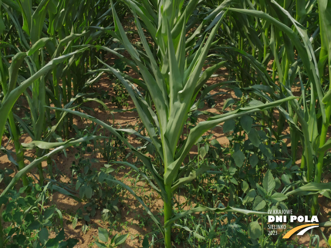 Zdjęcie 3. kukurydzy FARMUELLER z FARMSAAT na polu demonstracyjnym w Sielinku 04.07.2023