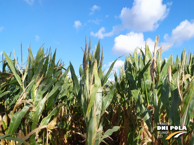 Zdjęcie 1. kukurydzy FARMUELLER z FARMSAAT na polu demonstracyjnym w Sielinku 17.10.2023
