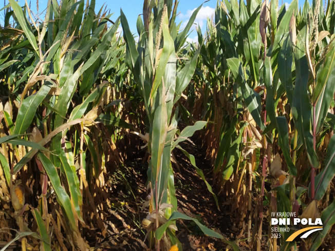 Zdjęcie 2. kukurydzy FARMUELLER z FARMSAAT na polu demonstracyjnym w Sielinku 17.10.2023