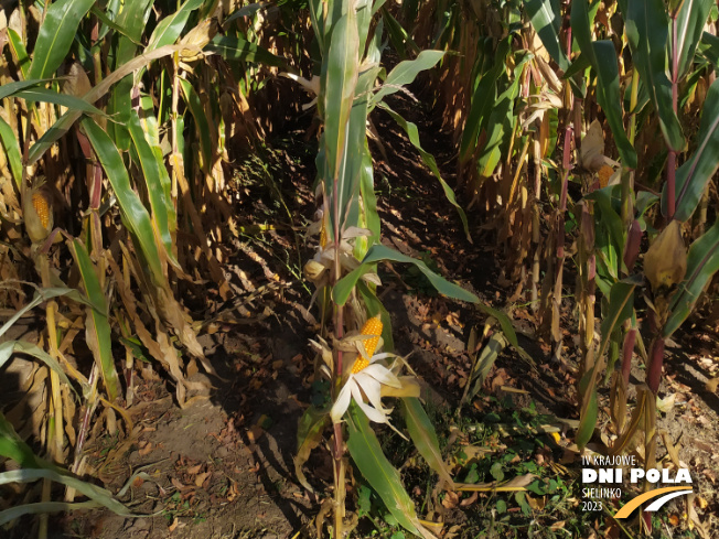 Zdjęcie 3. kukurydzy FARMUELLER z FARMSAAT na polu demonstracyjnym w Sielinku 17.10.2023