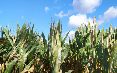Zdjęcie kukurydzy FARMUELLER z FARMSAAT na polu demonstracyjnym w Sielinku 17.10.2023