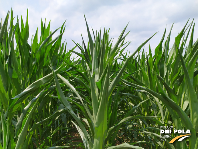 Zdjęcie 1. kukurydzy FARMURPHY z FARMSAAT na polu demonstracyjnym w Sielinku 04.07.2023