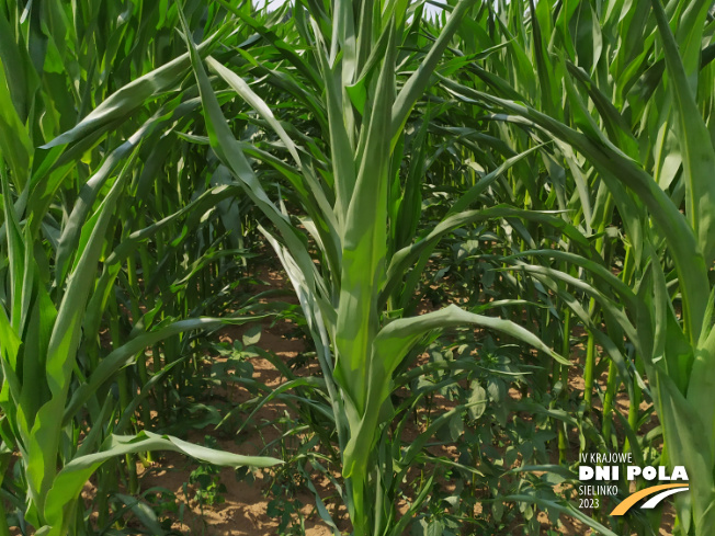 Zdjęcie 2. kukurydzy FARMURPHY z FARMSAAT na polu demonstracyjnym w Sielinku 04.07.2023