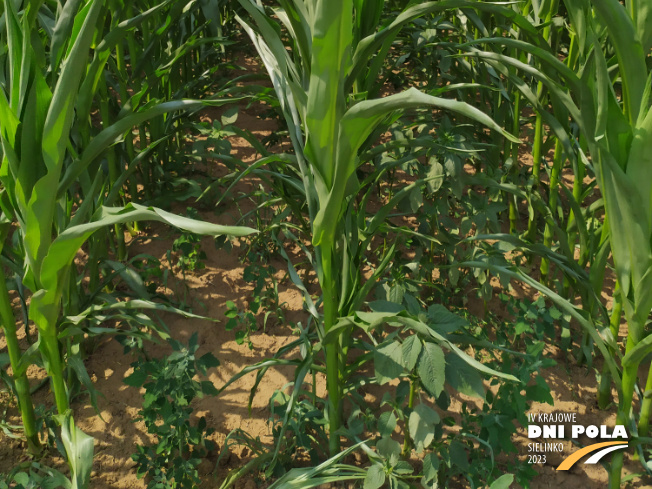 Zdjęcie 3. kukurydzy FARMURPHY z FARMSAAT na polu demonstracyjnym w Sielinku 04.07.2023