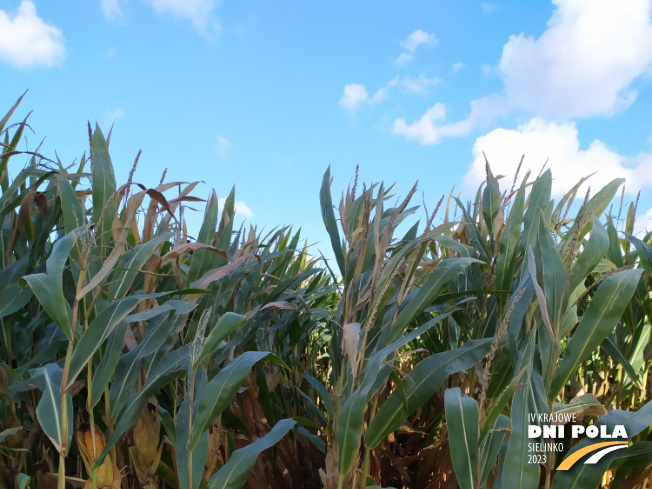 Zdjęcie 1. kukurydzy FARMURPHY z FARMSAAT na polu demonstracyjnym w Sielinku 17.10.2023