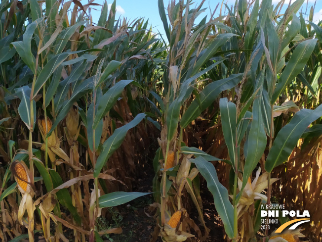 Zdjęcie 2. kukurydzy FARMURPHY z FARMSAAT na polu demonstracyjnym w Sielinku 17.10.2023