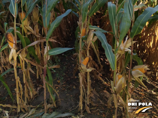 Zdjęcie 3. kukurydzy FARMURPHY z FARMSAAT na polu demonstracyjnym w Sielinku 17.10.2023