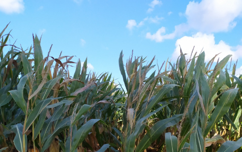 Zdjęcie kukurydzy FARMURPHY z FARMSAAT na polu demonstracyjnym w Sielinku 17.10.2023