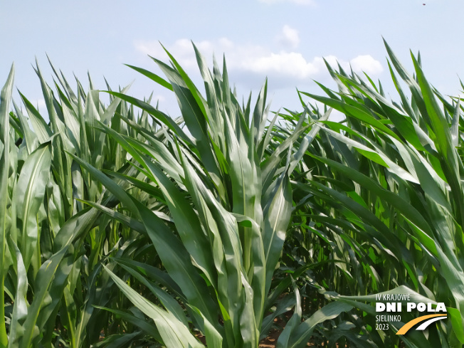 Zdjęcie 1. kukurydzy BOURBON z FLORA na polu demonstracyjnym w Sielinku 04.07.2023
