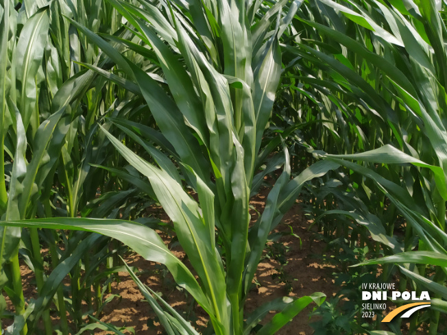 Zdjęcie 2. kukurydzy BOURBON z FLORA na polu demonstracyjnym w Sielinku 04.07.2023