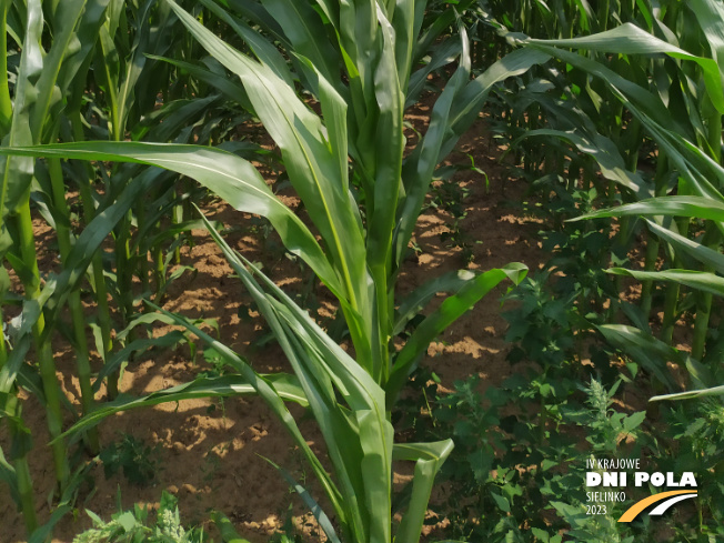Zdjęcie 3. kukurydzy BOURBON z FLORA na polu demonstracyjnym w Sielinku 04.07.2023