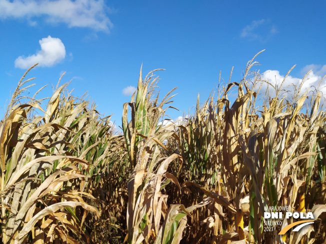 Zdjęcie 1. kukurydzy Bourbon z FLORA na polu demonstracyjnym w Sielinku 17.10.2023