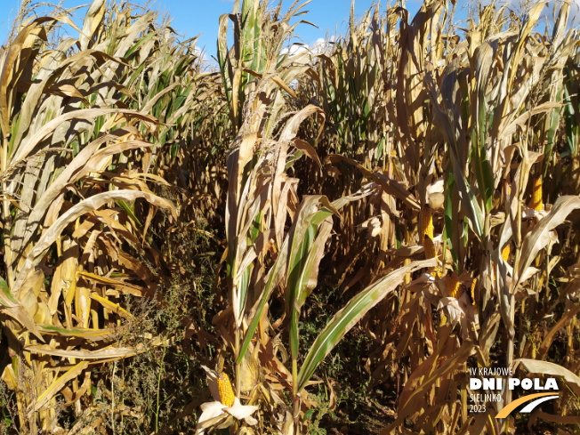Zdjęcie 2. kukurydzy Bourbon z FLORA na polu demonstracyjnym w Sielinku 17.10.2023
