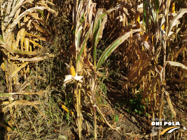 Zdjęcie 3. kukurydzy Bourbon z FLORA na polu demonstracyjnym w Sielinku 17.10.2023