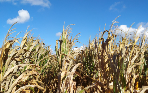 Zdjęcie kukurydzy BOURBON z FLORA na polu demonstracyjnym w Sielinku 17.10.2023