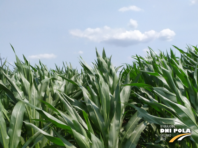 Zdjęcie 1. kukurydzy GLUTEXO z FLORA na polu demonstracyjnym w Sielinku 04.07.2023