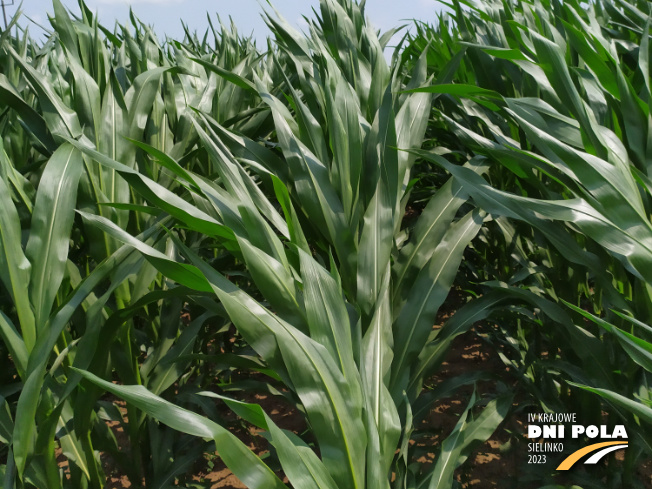 Zdjęcie 2. kukurydzy GLUTEXO z FLORA na polu demonstracyjnym w Sielinku 04.07.2023