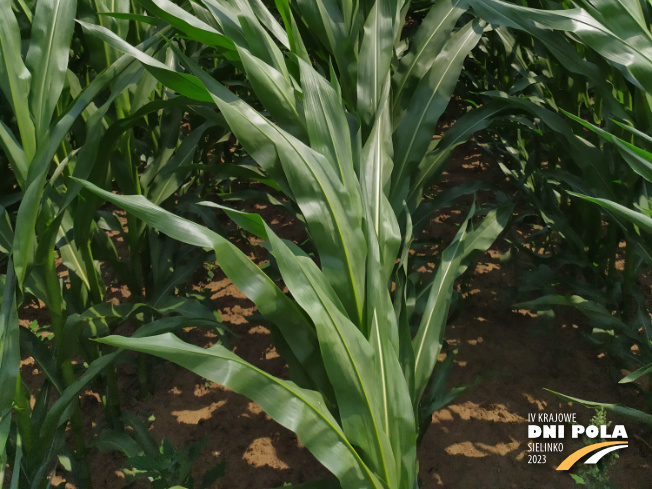 Zdjęcie 3. kukurydzy GLUTEXO z FLORA na polu demonstracyjnym w Sielinku 04.07.2023
