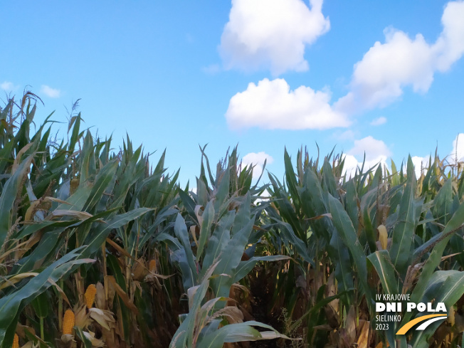 Zdjęcie 1. kukurydzy GLUTEXO z FLORA na polu demonstracyjnym w Sielinku 17.10.2023