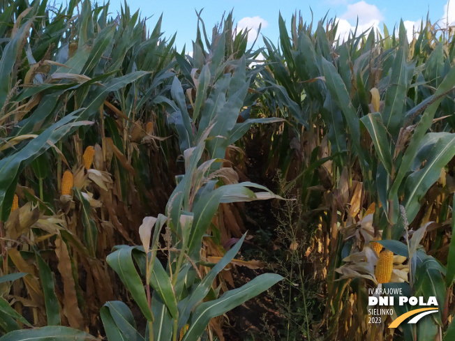 Zdjęcie 2. kukurydzy GLUTEXO z FLORA na polu demonstracyjnym w Sielinku 17.10.2023